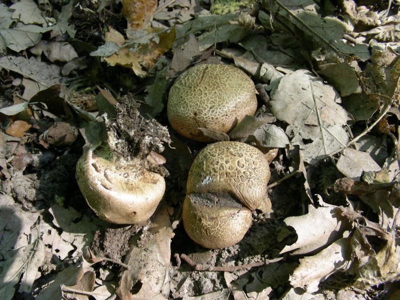 4) Fotografati sotto Quecia il 16.06.2012.